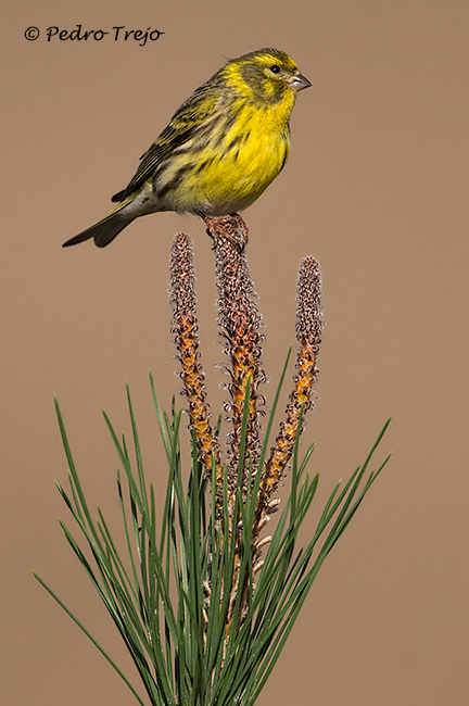 Verdecillo (Sirunus serinus)